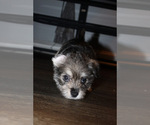 Small #12 Chorkie
