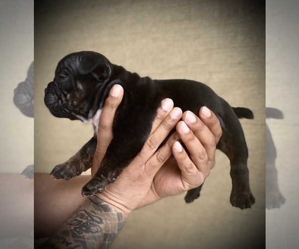 Medium Photo #22 American Bully Puppy For Sale in VACAVILLE, CA, USA