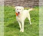 Small #1 Great Pyrenees Mix