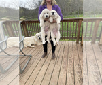Small Photo #9 Great Pyrenees Puppy For Sale in RED HOUSE, WV, USA