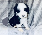 Small Photo #6 Sheepadoodle Puppy For Sale in CORYDON, IN, USA