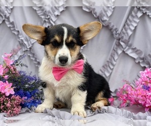 Pembroke Welsh Corgi Puppy for sale in LANCASTER, PA, USA