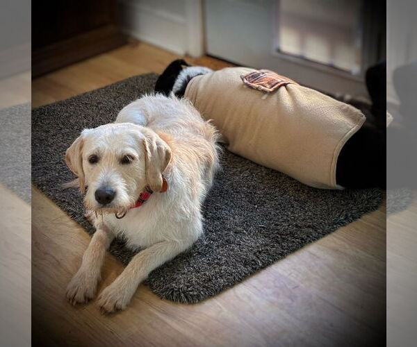 Medium Photo #3 Golden Retriever-Unknown Mix Puppy For Sale in Arlington, VA, USA