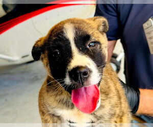 Jack - Male Mutt Dog for Adoption - Photo #5