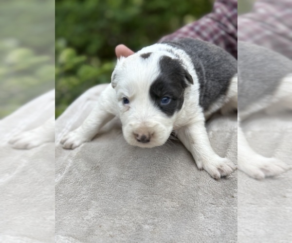 Medium Photo #1 Border Collie Puppy For Sale in MOSIER, OR, USA