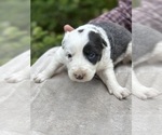 Puppy SlatePuppy2 Border Collie