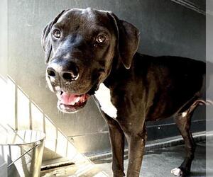 Labrador Retriever Dogs for adoption in San Bernardino, CA, USA