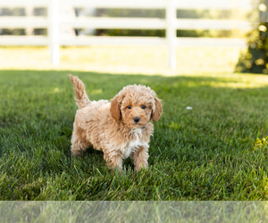 Poodle (Miniature) Puppy for sale in SHIPSHEWANA, IN, USA