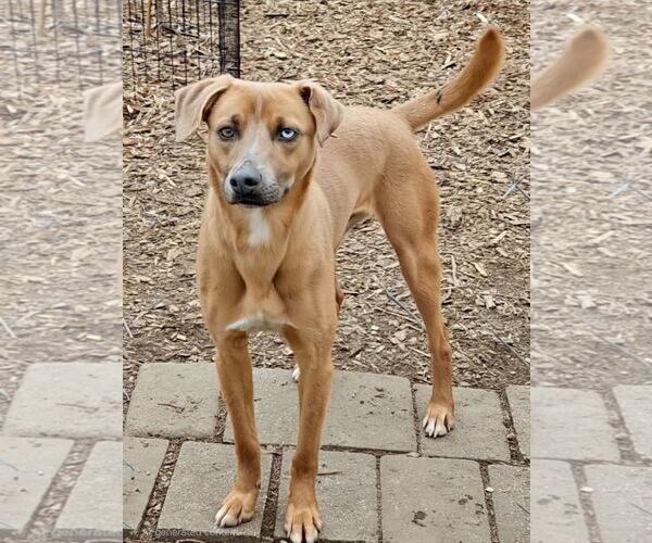 Medium Photo #4 Jack-A-Bee Puppy For Sale in Bloomingdale, NJ, USA