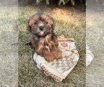 Small #3 Shorkie Tzu