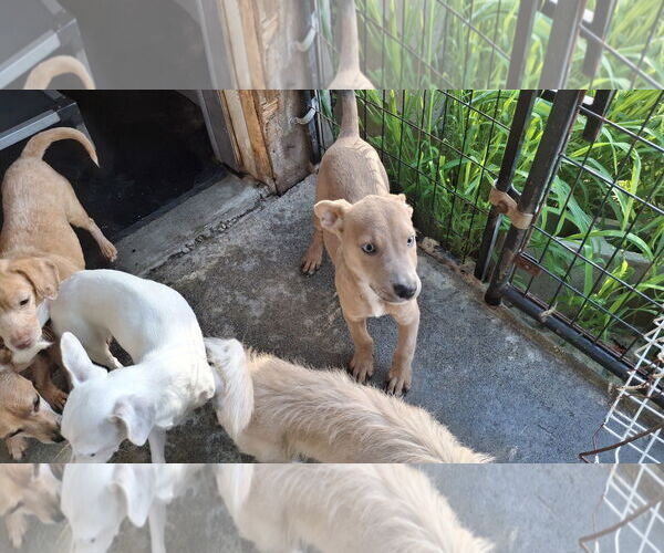 Medium Photo #6 American Pit Bull Terrier-Labrador Retriever Mix Puppy For Sale in Sebec, ME, USA