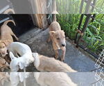Small #5 American Pit Bull Terrier-Labrador Retriever Mix