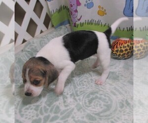 Beagle Puppy for sale in RATTAN, OK, USA