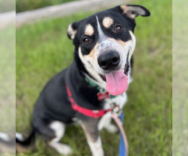 Medium Photo #20 Mutt Puppy For Sale in Fargo, ND, USA