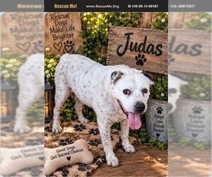 American Staffordshire Terrier Dogs for adoption in Benton, PA, USA