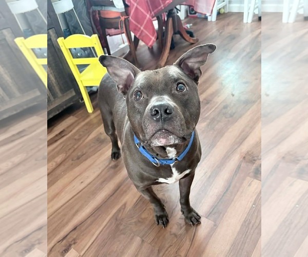 Medium Photo #1 American Pit Bull Terrier-Unknown Mix Puppy For Sale in Germantown, OH, USA