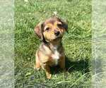 Small #2 American Pit Bull Terrier-Chihuahua Mix
