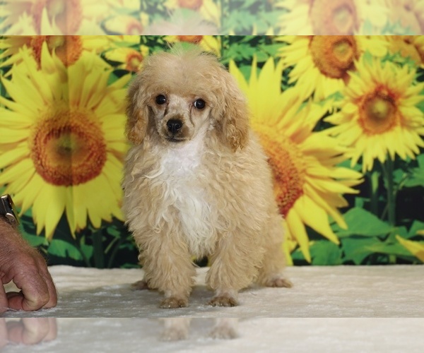 Medium Photo #34 Poodle (Toy) Puppy For Sale in DYERSBURG, TN, USA
