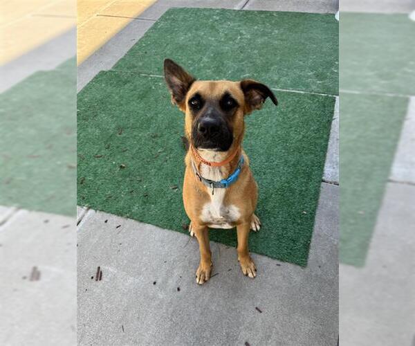 Medium Photo #2 German Shepherd Dog-Unknown Mix Puppy For Sale in Stockton, CA, USA