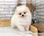 Small Photo #1 Pomeranian Puppy For Sale in SAN FRANCISCO, CA, USA