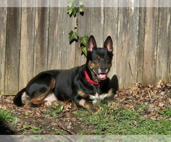 Medium Photo #4 Mutt Puppy For Sale in Fairfax, VA, USA