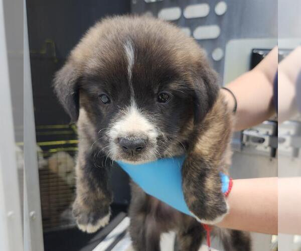 Medium Photo #1 American Staffordshire Terrier-Unknown Mix Puppy For Sale in San Antonio, TX, USA