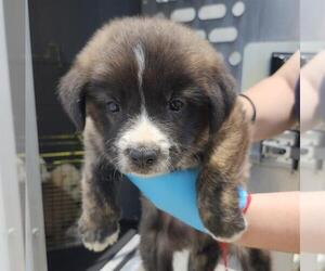 American Staffordshire Terrier-Unknown Mix Dogs for adoption in San Antonio, TX, USA