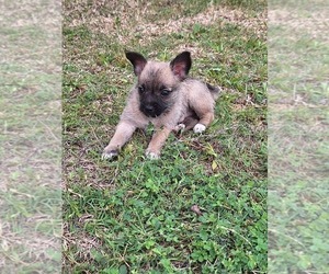 Chorkie Puppy for sale in KILLEEN, TX, USA