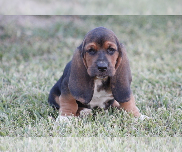 Medium Photo #6 Basset Hound Puppy For Sale in MEMPHIS, MO, USA