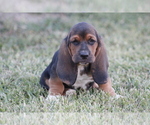 Small Photo #6 Basset Hound Puppy For Sale in MEMPHIS, MO, USA