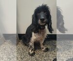 Small Photo #2 Spaniel-Unknown Mix Puppy For Sale in Columbus, IN, USA