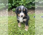Puppy Royal Empress Bernese Mountain Dog