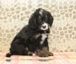 Small #2 Miniature Bernedoodle