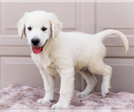 Puppy Miles English Cream Golden Retriever