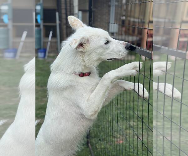 Medium Photo #4 Anatolian Shepherd-Unknown Mix Puppy For Sale in Rowlett, TX, USA