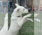 Small #3 Anatolian Shepherd Mix