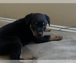 Small Photo #13 Rottweiler Puppy For Sale in DETROIT, MI, USA