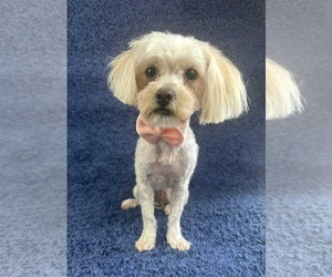 Maltese-Unknown Mix Dogs for adoption in Grafton, WI, USA