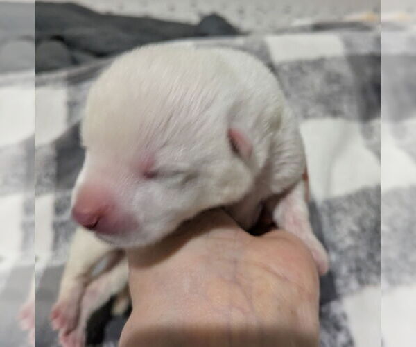 Medium Photo #6 German Shepherd Dog-Unknown Mix Puppy For Sale in Fargo, ND, USA