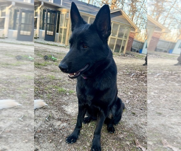 Medium Photo #1 German Shepherd Dog Puppy For Sale in BRANDON, MS, USA