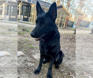 Mother of the German Shepherd Dog puppies born on 05/24/2026