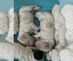 Small Photo #3 Goldendoodle-Poodle (Standard) Mix Puppy For Sale in FOLEY, AL, USA