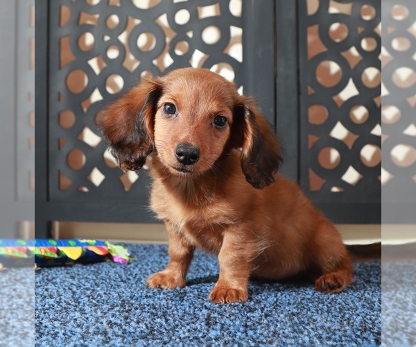 Medium Photo #2 Dachshund Puppy For Sale in MOUNT VERNON, OH, USA