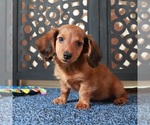 Small #1 Dachshund