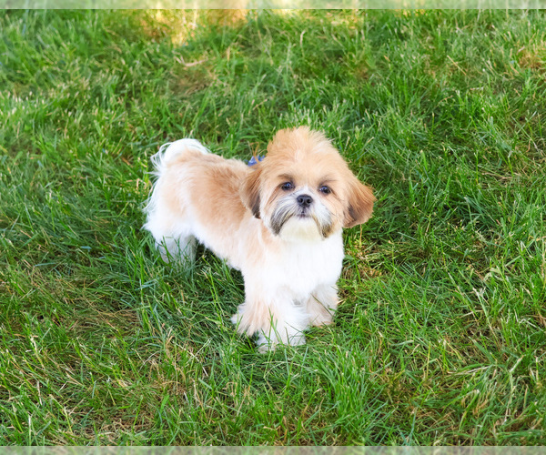 Medium Photo #9 Shih Tzu Puppy For Sale in SYRACUSE, IN, USA