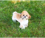 Small #8 Shih Tzu
