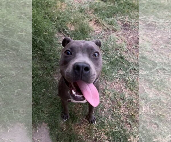 Medium Photo #3 American Pit Bull Terrier-Unknown Mix Puppy For Sale in Shillington, PA, USA