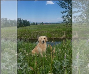 Father of the Golden Retriever puppies born on 05/28/2025