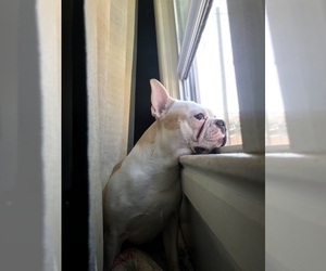 Father of the Boston Terrier puppies born on 08/15/2026