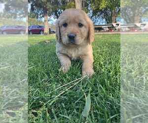 Golden Retriever Puppy for Sale in AUBURN, Washington USA